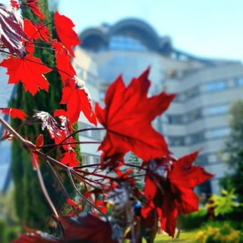 برنامه مشاوره تلفنی مرکز مشاوره، سلامت و سبک زندگی دانشگاه صنعتی نوشیروانی بابل